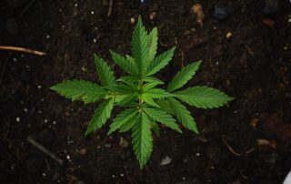 Ohio Green Wednesday Cannabis Sales