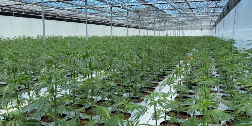 Ohio’s Legal Marijuana Companies Holding Certificates of Operation 2024