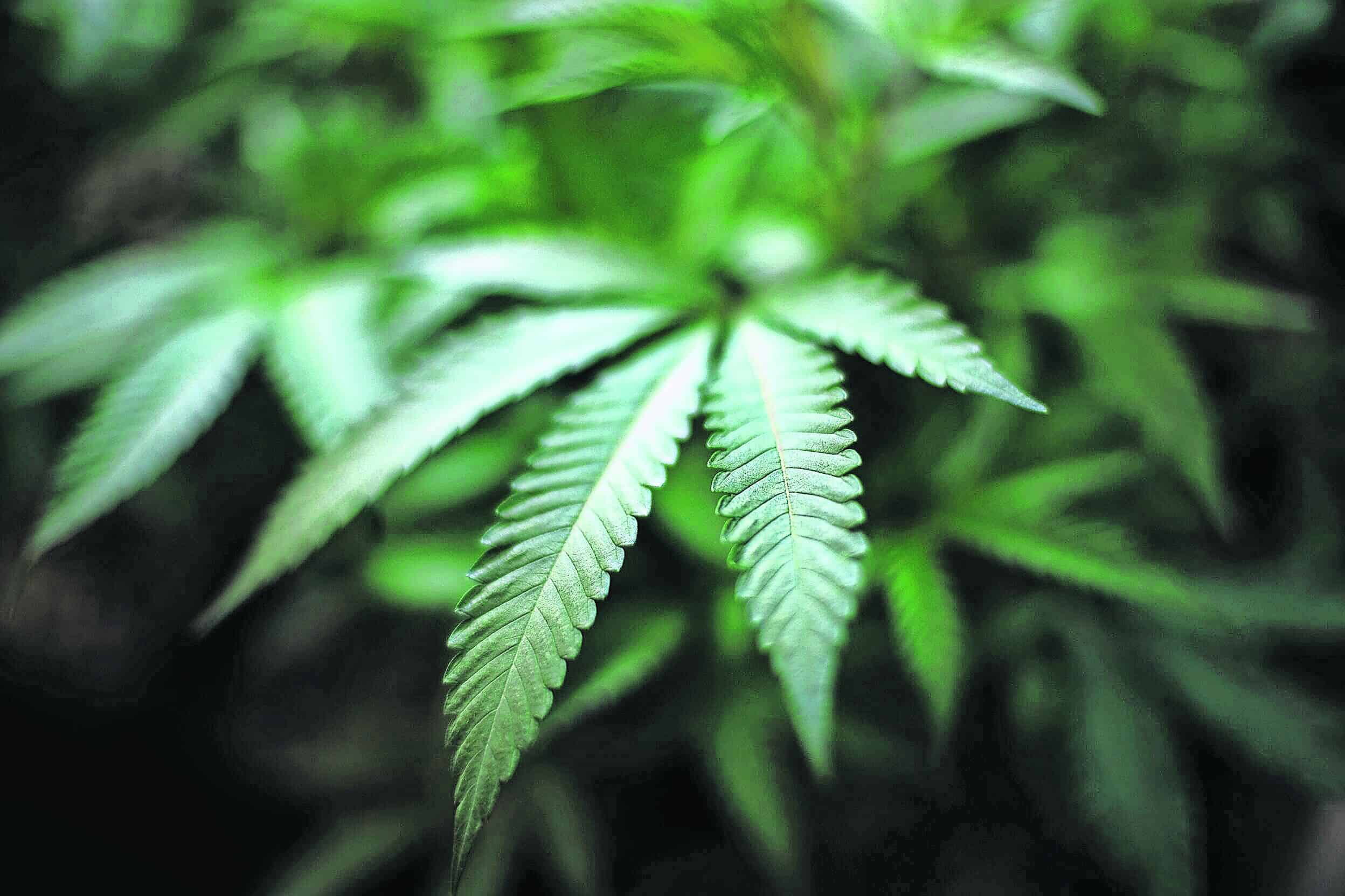 Ohio Cannabis Referendum Advances as Voters Challenge Legislative Rollback